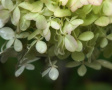 Hydrangea paniculata.