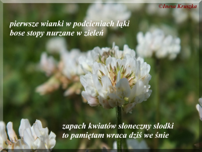 Zapach koniczyny