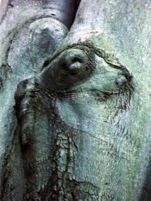 piesek Leszek