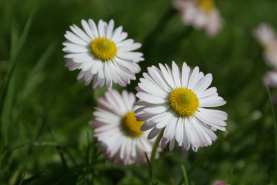 Natura 6