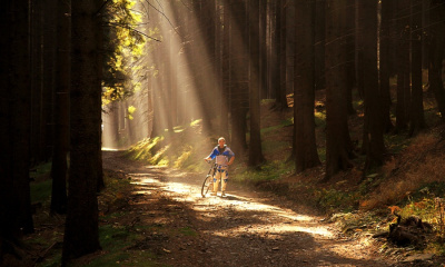 Bikowy Forest