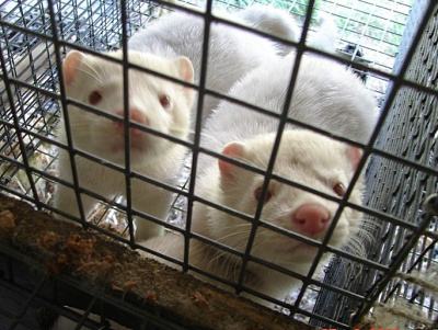 skórki