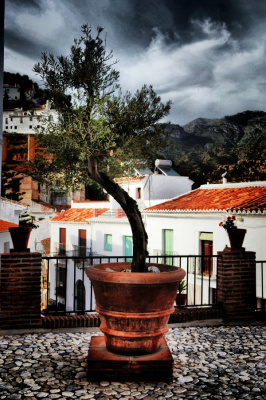 Árbol