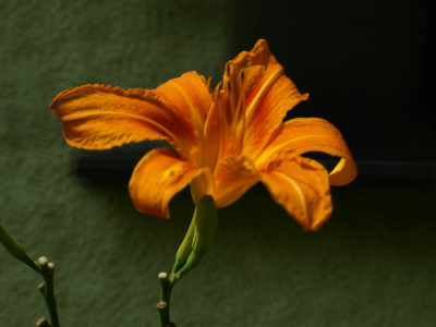 Lilije.