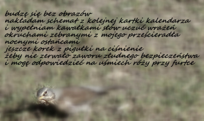 auto bez portretu