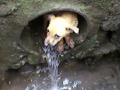 Dog in the Sewer