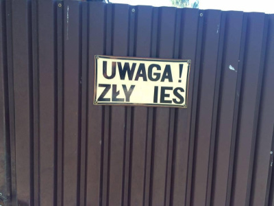 P pokazało język