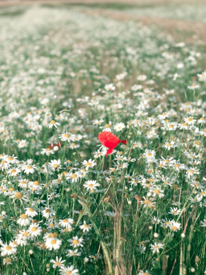 solitary