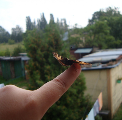 motyl nie był trup