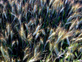 fields of grain