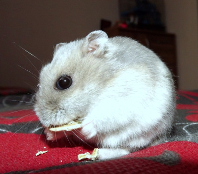 fifi