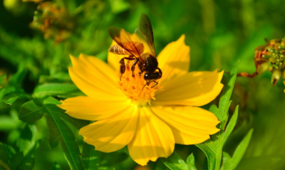 The Bee