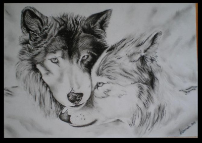 Wilki