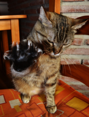 no photo