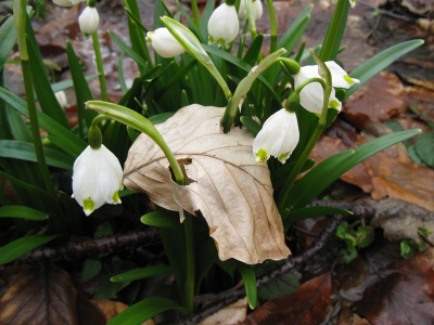 Śnieżyca