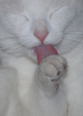 Mimi