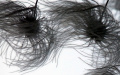 "umarłe włosy nie tańczą nie sprzeczają się z wiatrem (...) nie wabią palców ani ptaków" -Halina Poświatowska