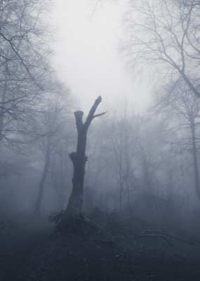 Woodland