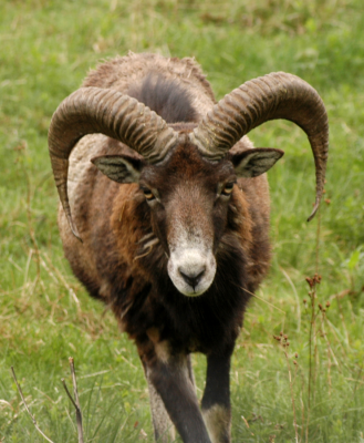 muflon