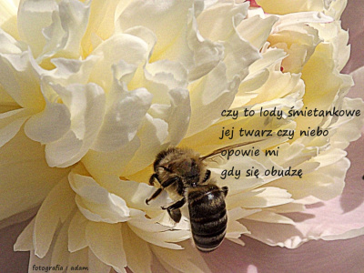 błogość