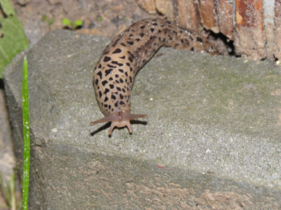 gepard