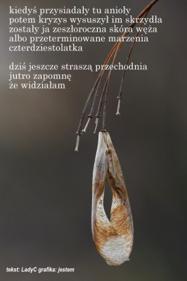 ostatki