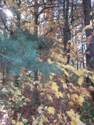 Fall