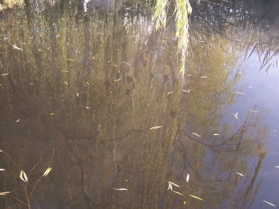 Reflection