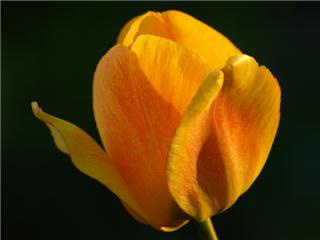 tulipany1