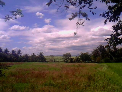 fields from horizon