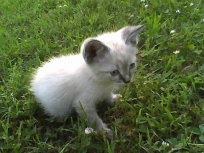 Cloud the Cat