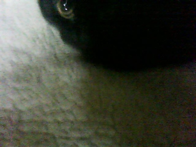 El ojo de la diosa Bastet