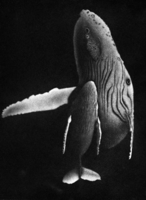 Humpbacks (Black version)