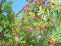 fruits on tree, Sahzab village, Sarab, east Azerbaijan, Iran