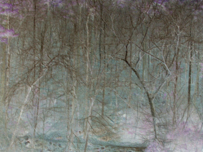 It Was a Forest
