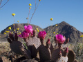 Utah desert, cactus flowers, USA