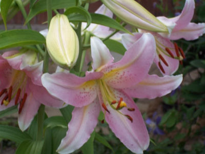 Lilii