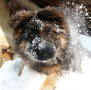 Baster lubi śnieg:)