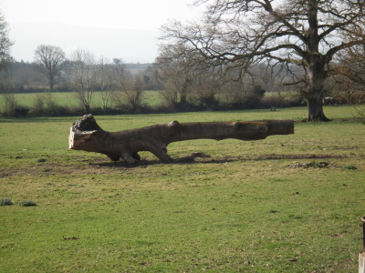 sciete drzewo // fallen tree