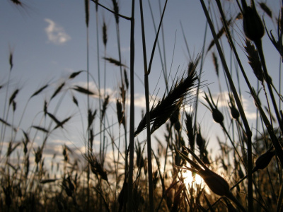 Kłos