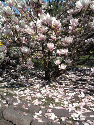 MAGNOLIE