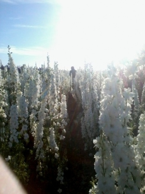 Flower Fields
