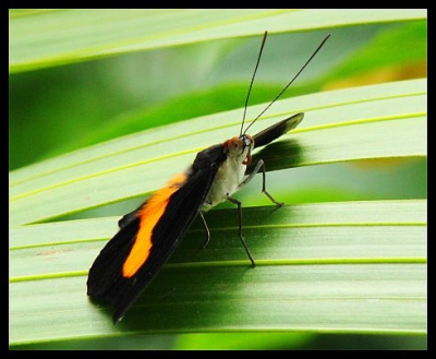 Butterfly 4