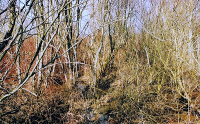 Kolory II