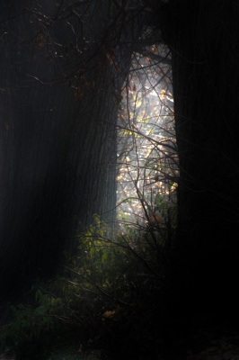 light