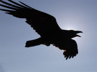 Raven