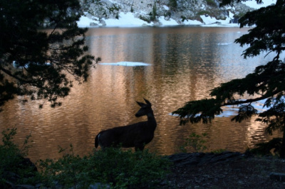 Doe Silhouette at Sunset