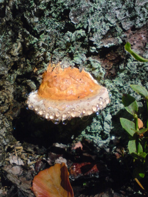 zdrewnienia ?