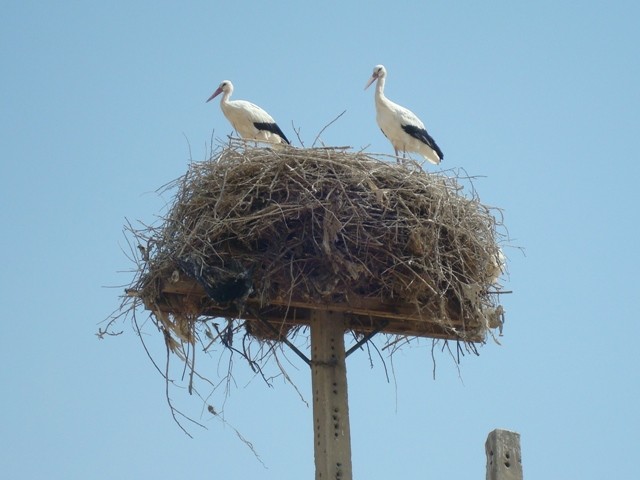 two birds in Sahzab village