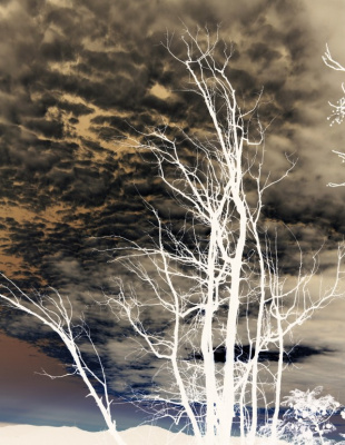 árbol